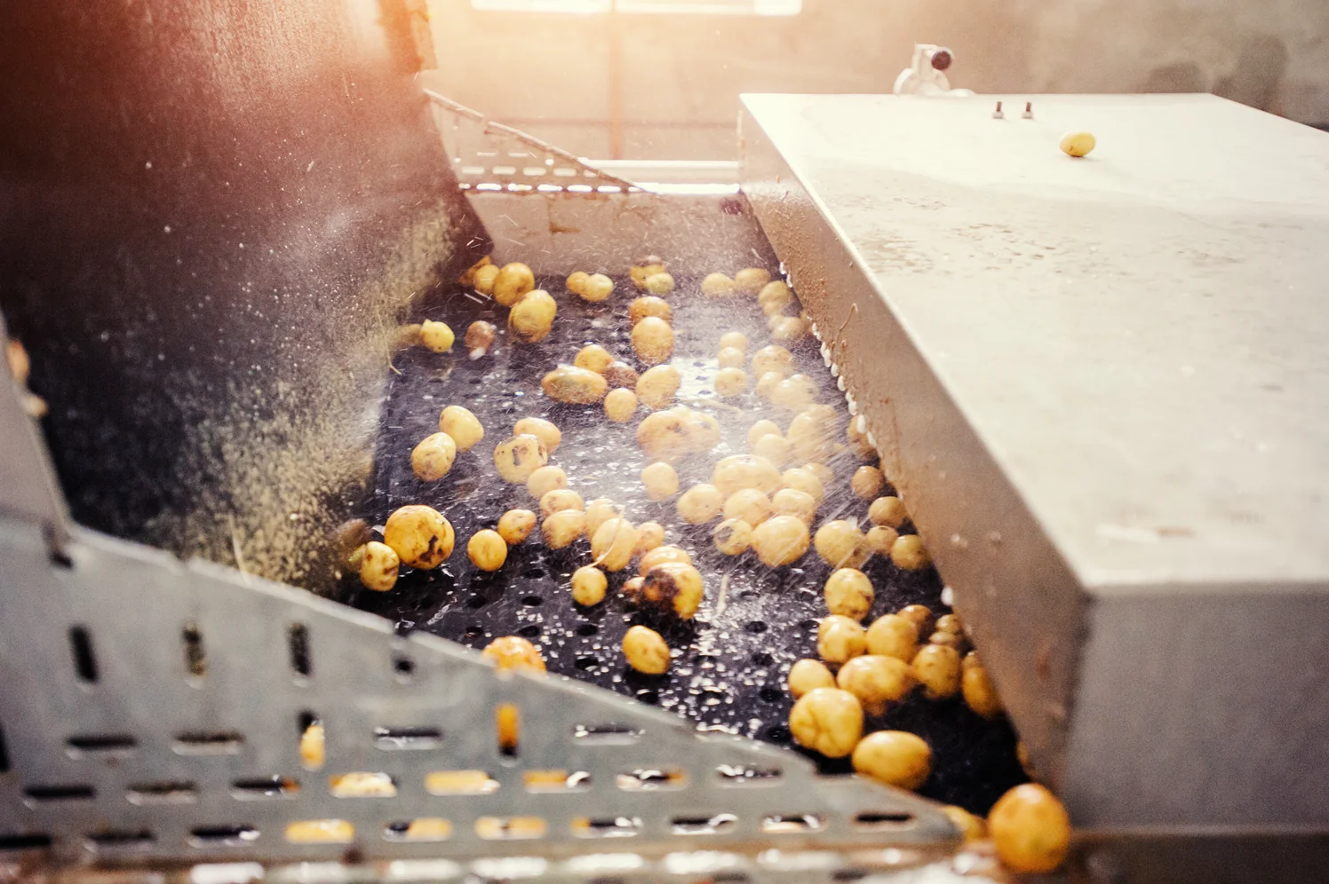 Food Cleaning & Cutting