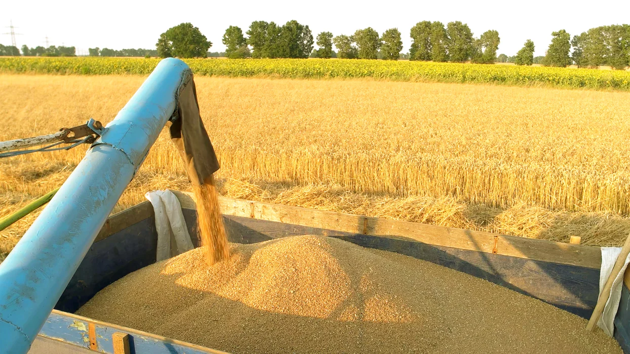 Harvesting & Post-Harvest Handling