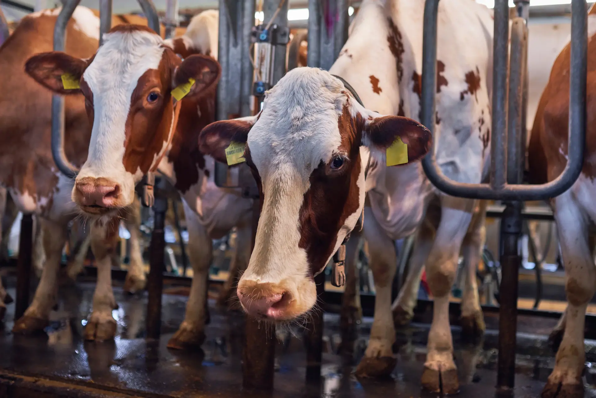 Livestock & Poultry Farming