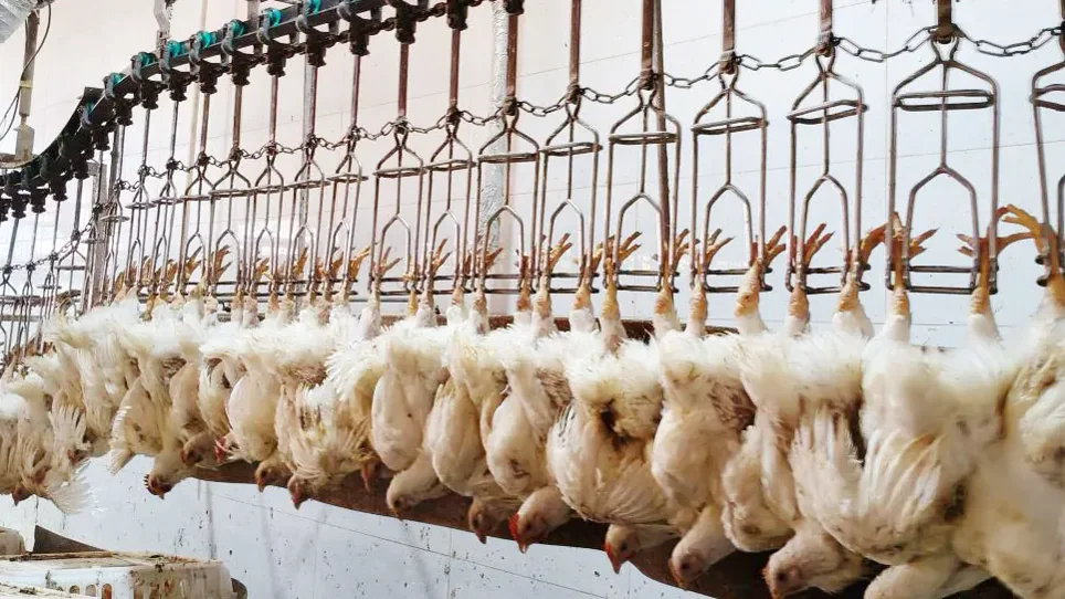 Poultry slaughter line
